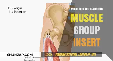 Quadriceps Muscle Group Insertion: Understanding Its Attachment Points