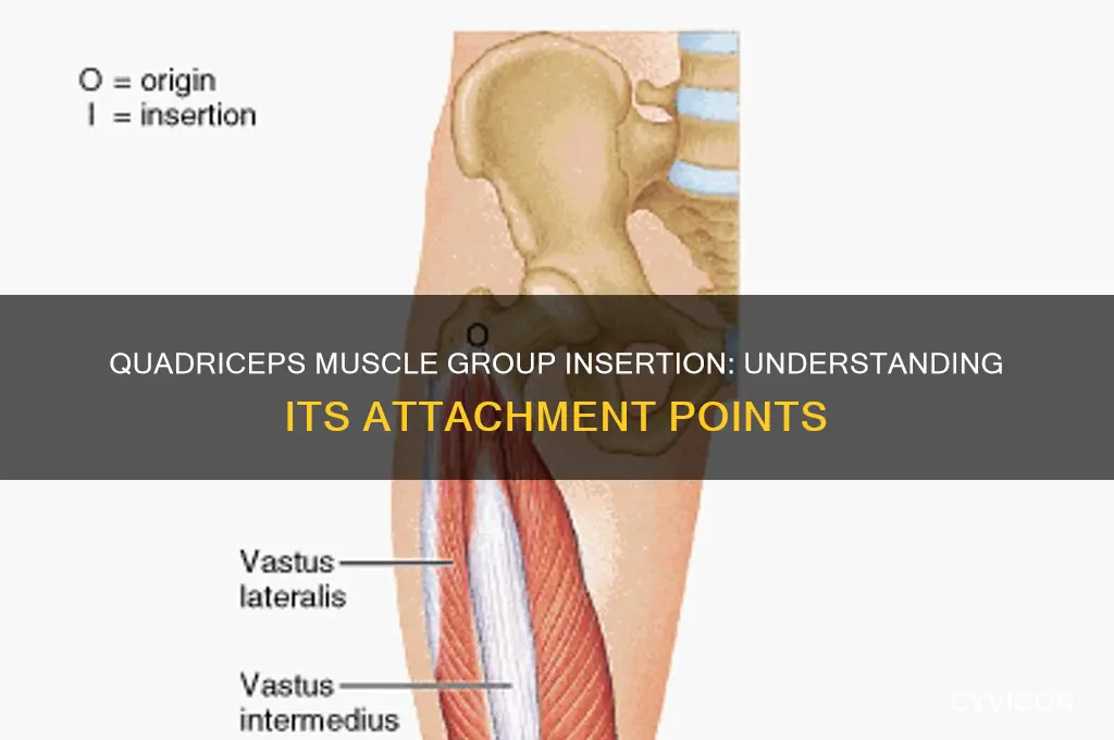 where does the quadriceps muscle group insert