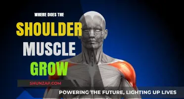 Understanding Shoulder Muscle Growth: Anatomy, Training, and Development Explained
