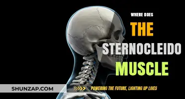 Sternocleidomastoid Muscle: Origin, Insertion, and Function Explained