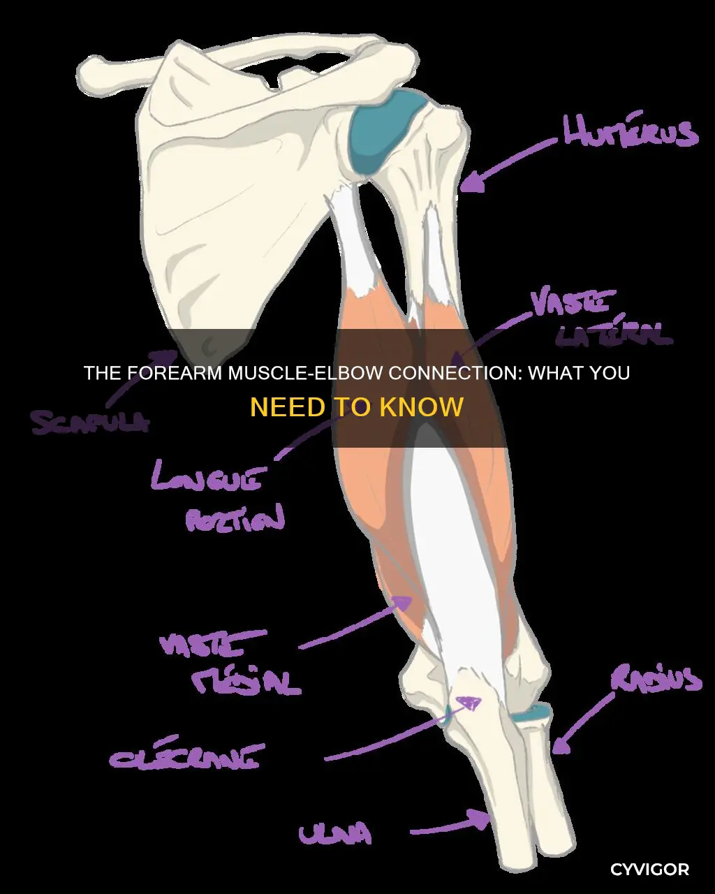 where forearm muscle meets elbow