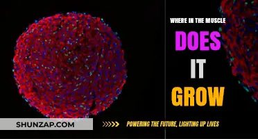 Muscle Growth Explained: Uncovering the Cellular Origins of Strength and Size