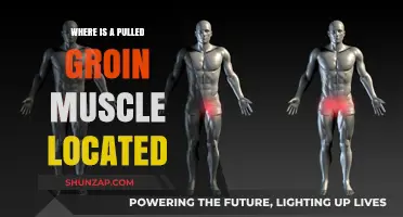 Understanding Pulled Groin Muscle Location: Anatomy and Pain Areas Explained