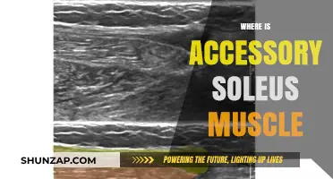 Soleus Muscle: An Extra Accessory for Your Feet
