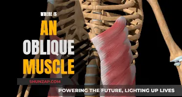 Understanding Oblique Muscles: Their Location and Function