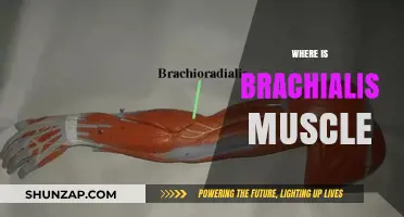 Brachialis Muscle: Where Is It Located?