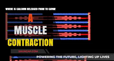 Calcium Release in Muscle Contraction: Unveiling the Source and Mechanism