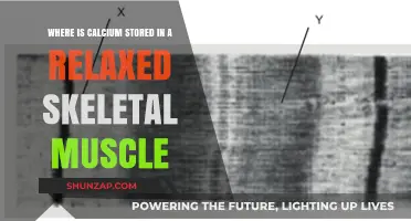 Calcium Storage in Relaxed Skeletal Muscle: Unveiling the Intracellular Mechanism