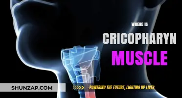 Cricopharyngeal Muscle: Location and Function