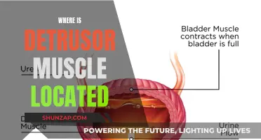 The Detrusor Muscle: Its Location and Function Explained