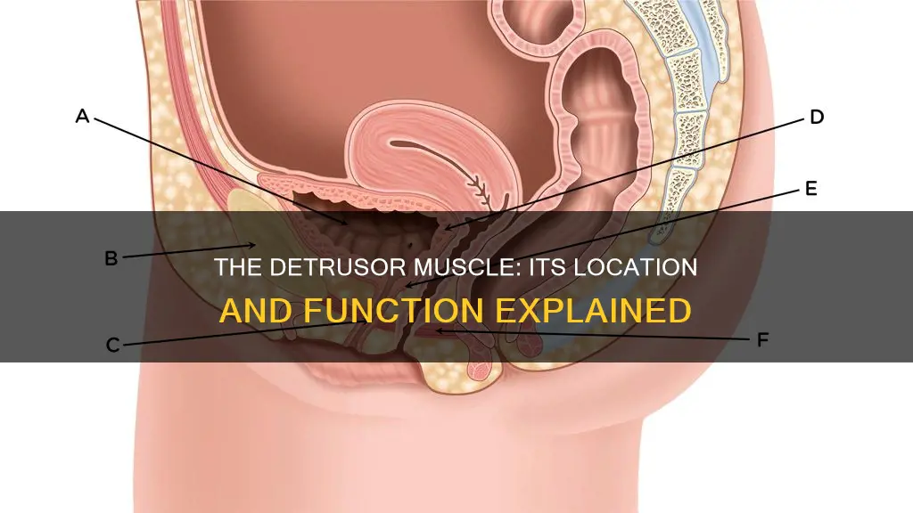 where is detrusor muscle located