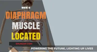 Diaphragm Muscle: Location and Function
