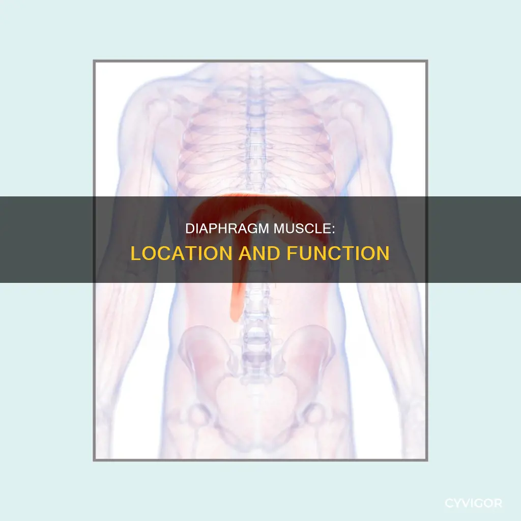 where is diaphragm muscle located