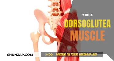 The Dorsogluteal Muscle: Location and Function Explained