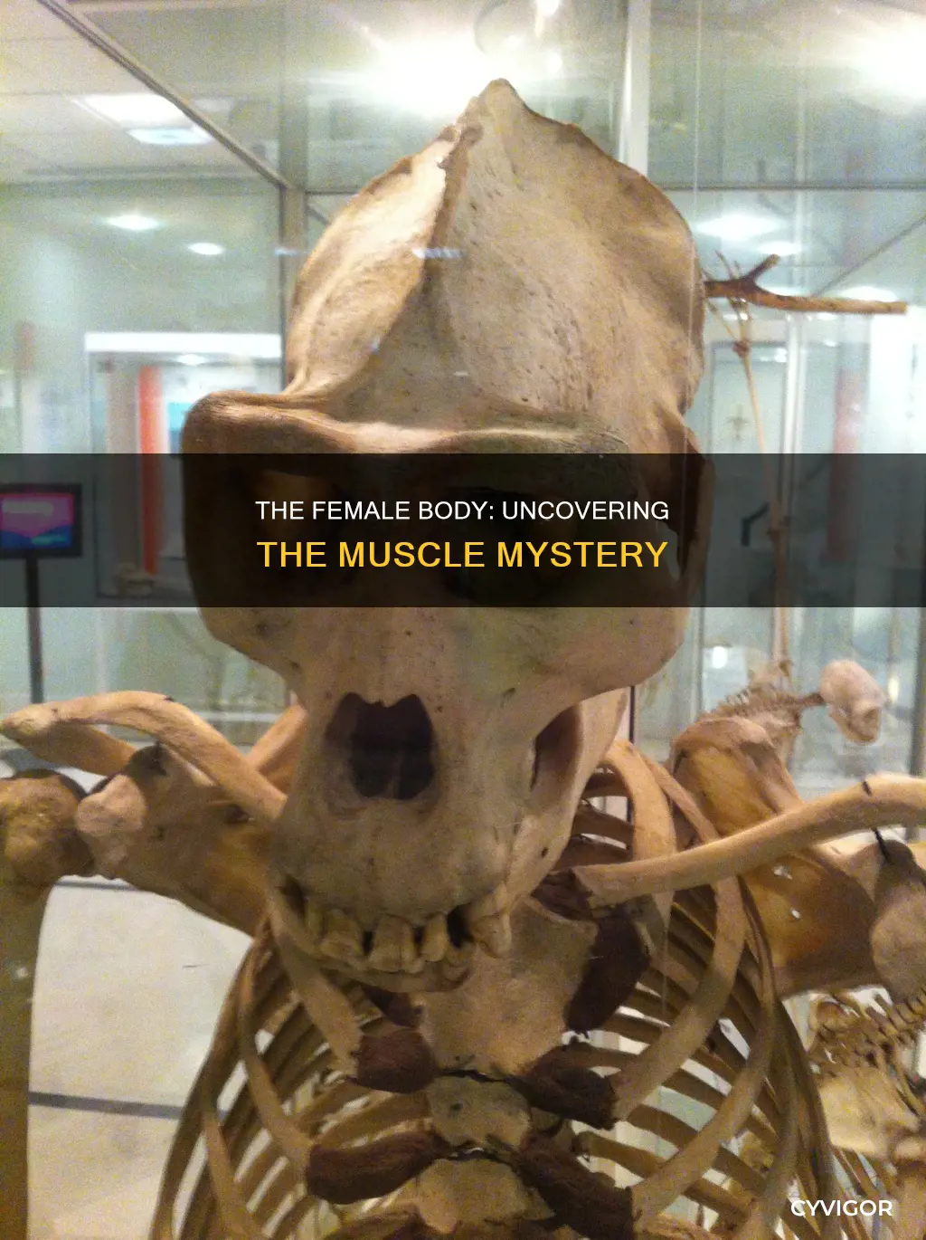 where is female gor muscle