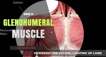 Glenohumeral Muscle: Where is it Located?
