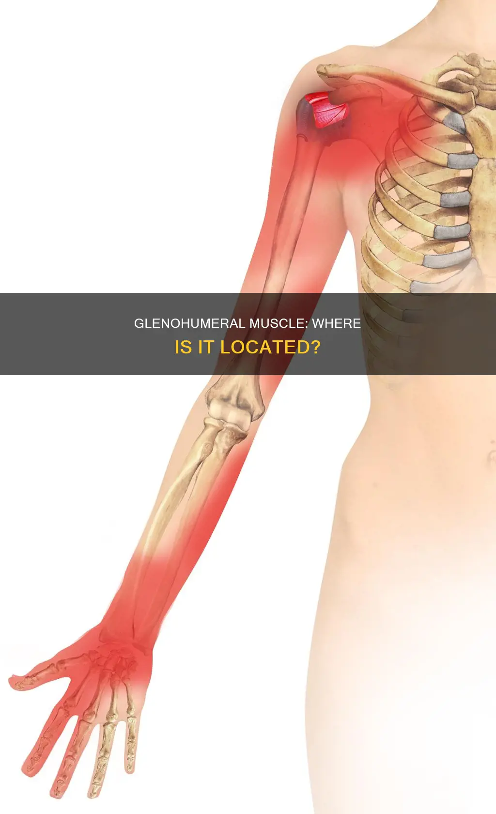 where is glenohumeral muscle