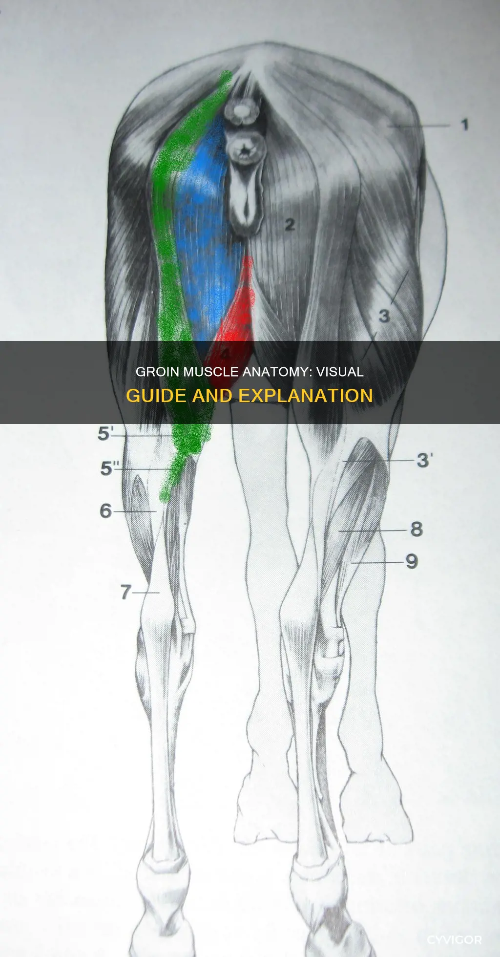 where is groin muscle picture