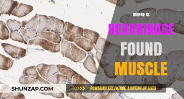 Hexokinase in Muscles: What's the Deal?