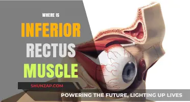 Inferior Rectus Muscle: Location and Function