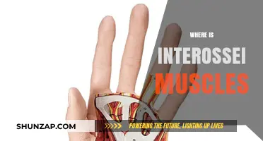 Interossei Muscles: Where Are They Located?