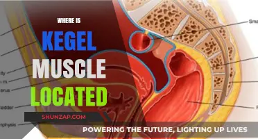Kegel Muscle: Where is it Located?