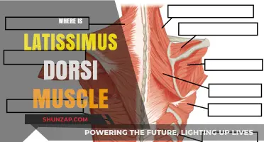 Latissimus Dorsi Muscle: Where Is It Located?