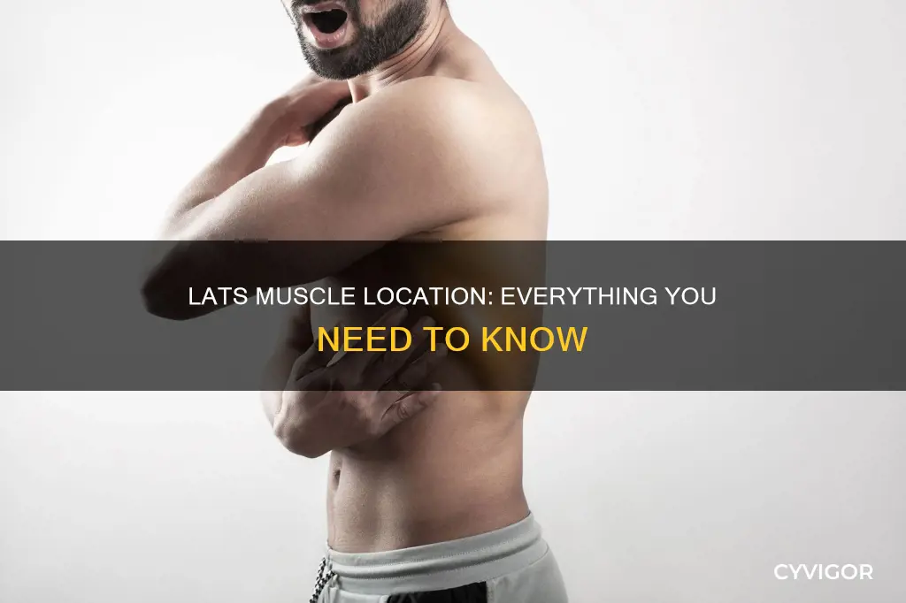 where is lats muscle