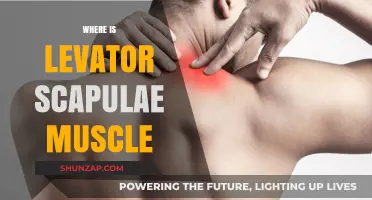 The Levator Scapulae Muscle: Where Is It Located?