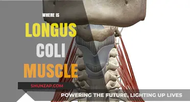 Longus Coli Muscle: Where is it Located?