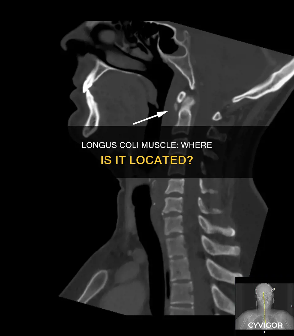 where is longus coli muscle