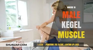 Kegel Muscle Location: Where Are Male Pelvic Floor Muscles?