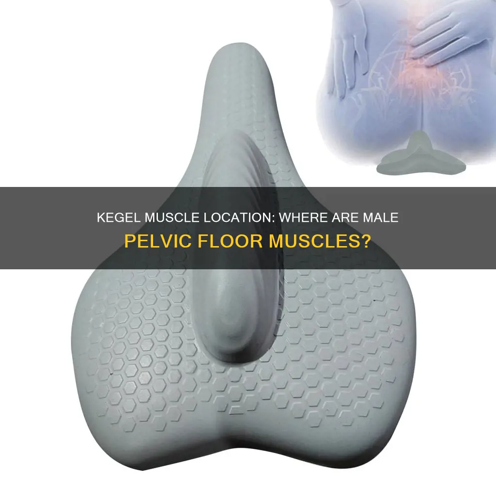 where is male kegel muscle