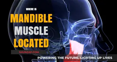 Mandible Muscle Location: Where is it?