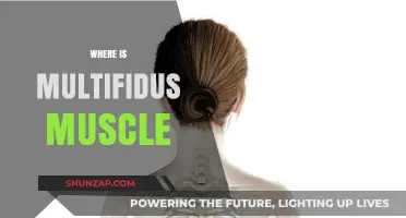 The Multifidus Muscle: Location and Function