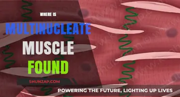 Multinucleate Muscle: Where is it Found in the Body?