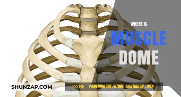 Discover the Muscle Dome: Its Location and Functions