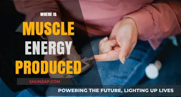 Muscle Energy: Where Does It Come From?