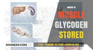 Muscle Glycogen Storage: Where Does it Live in the Body?