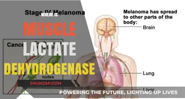 Lactate Dehydrogenase: Muscle Mystery Unveiled