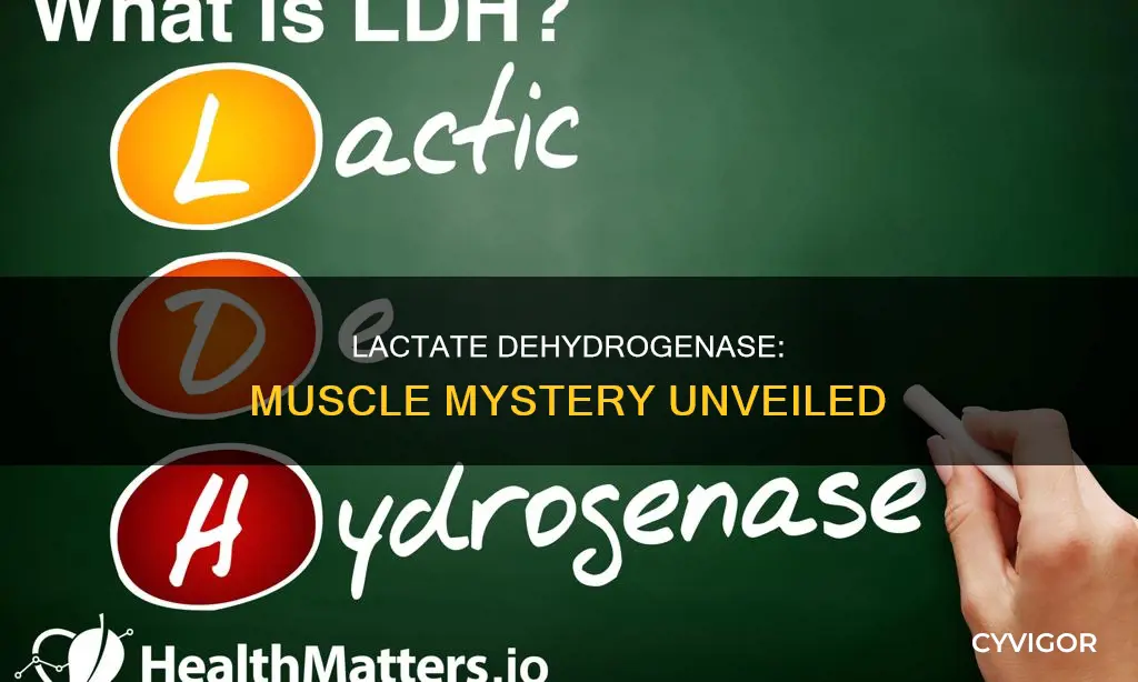 where is muscle lactate dehydrogenase