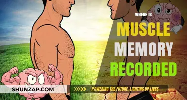 Brain and Body: Muscle Memory Storage