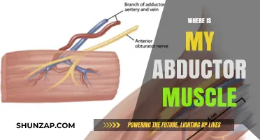 Abductor Muscle Location: Know Your Anatomy