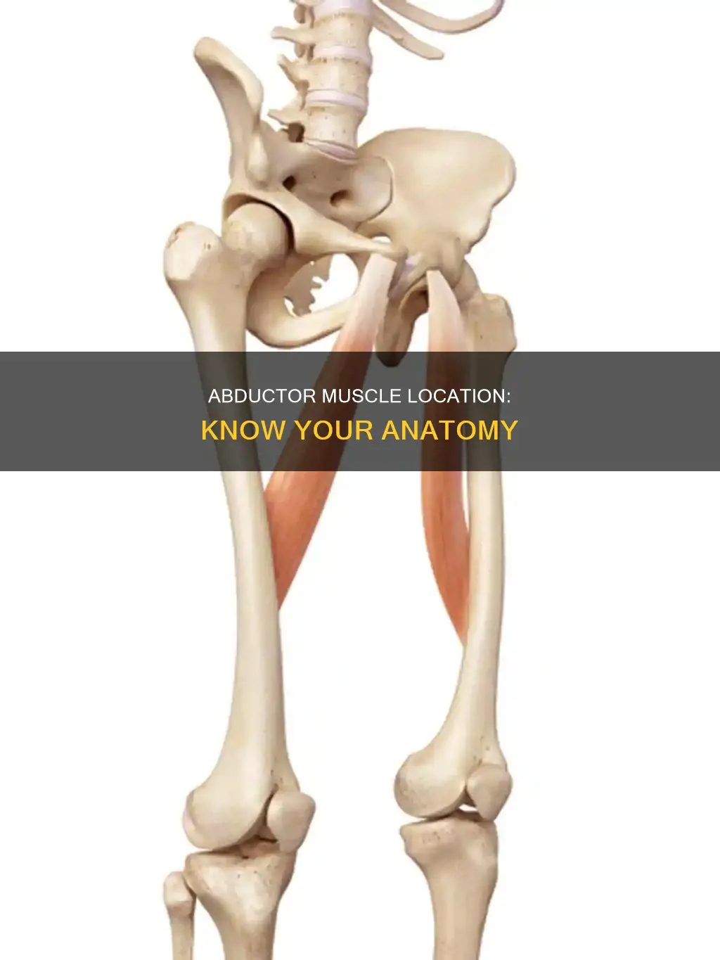 where is my abductor muscle