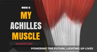 Unlocking the Mystery of the Achilles Muscle