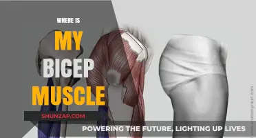 The Bicep Muscle: Location and Anatomy Explained