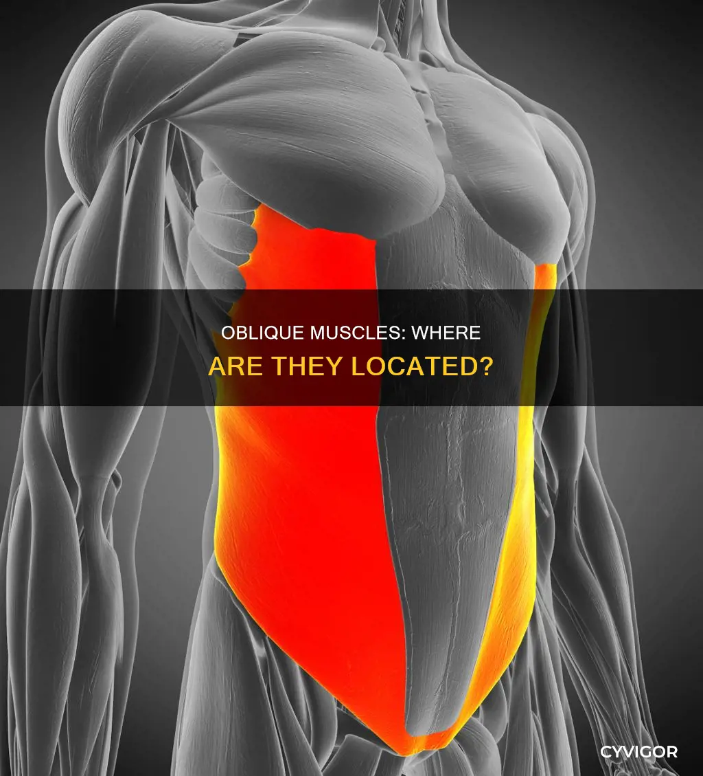 where is obliqe muscles