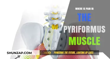 Locating Pain in the Pyriformis Muscle: Causes and Relief