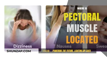 Pectoral Muscle Location: Where is it?