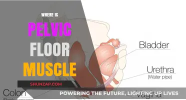 Pelvic Floor Muscles: Where Are They Located?